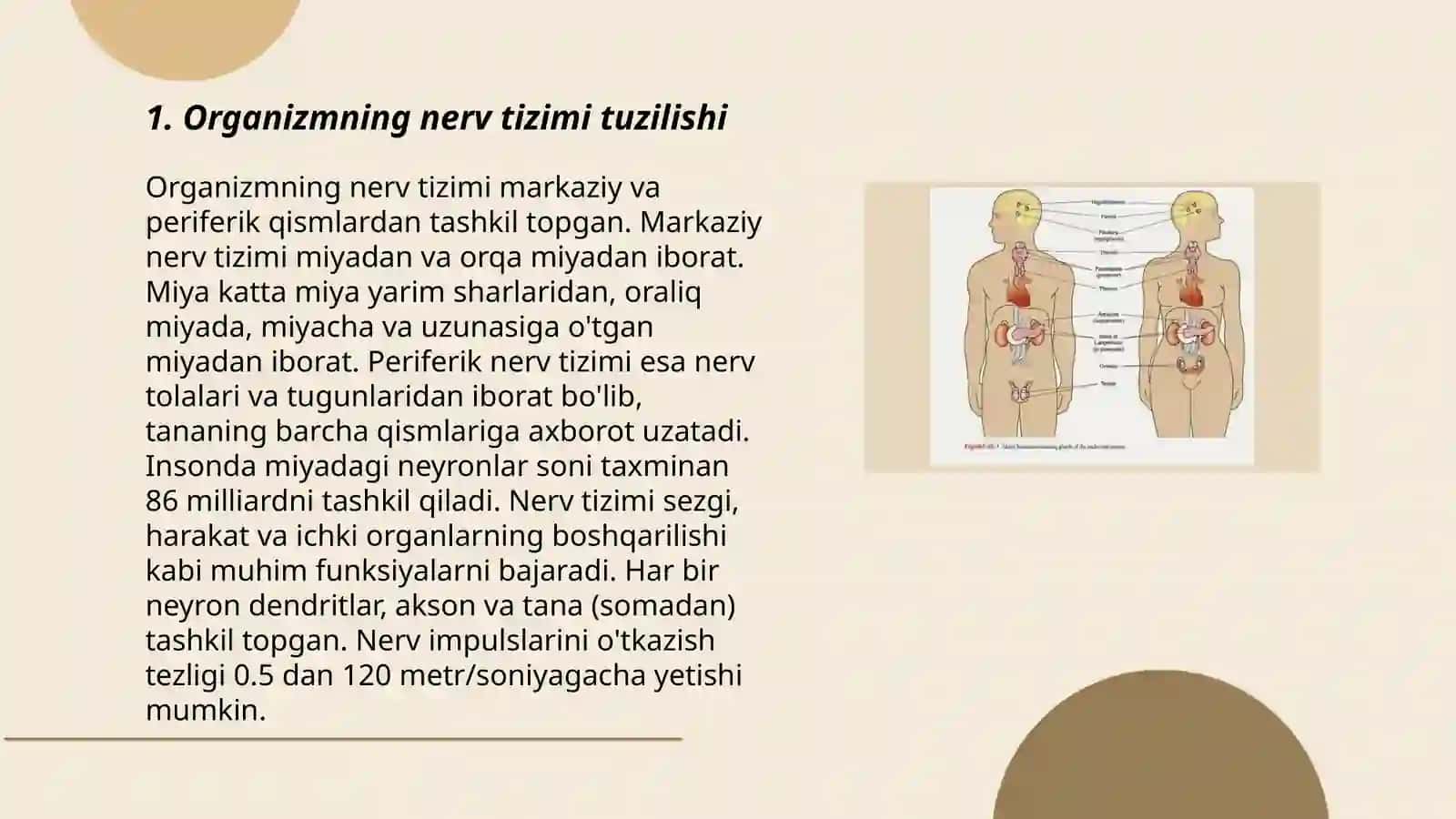 Organizmning nerv, immun-endokrin sistemasi boshqaruvi 3