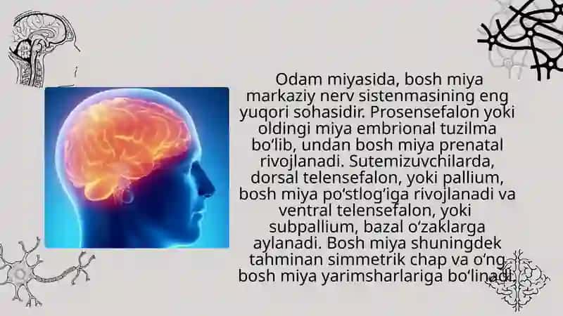 Bosh miyaning ishlash tamoyillari 3
