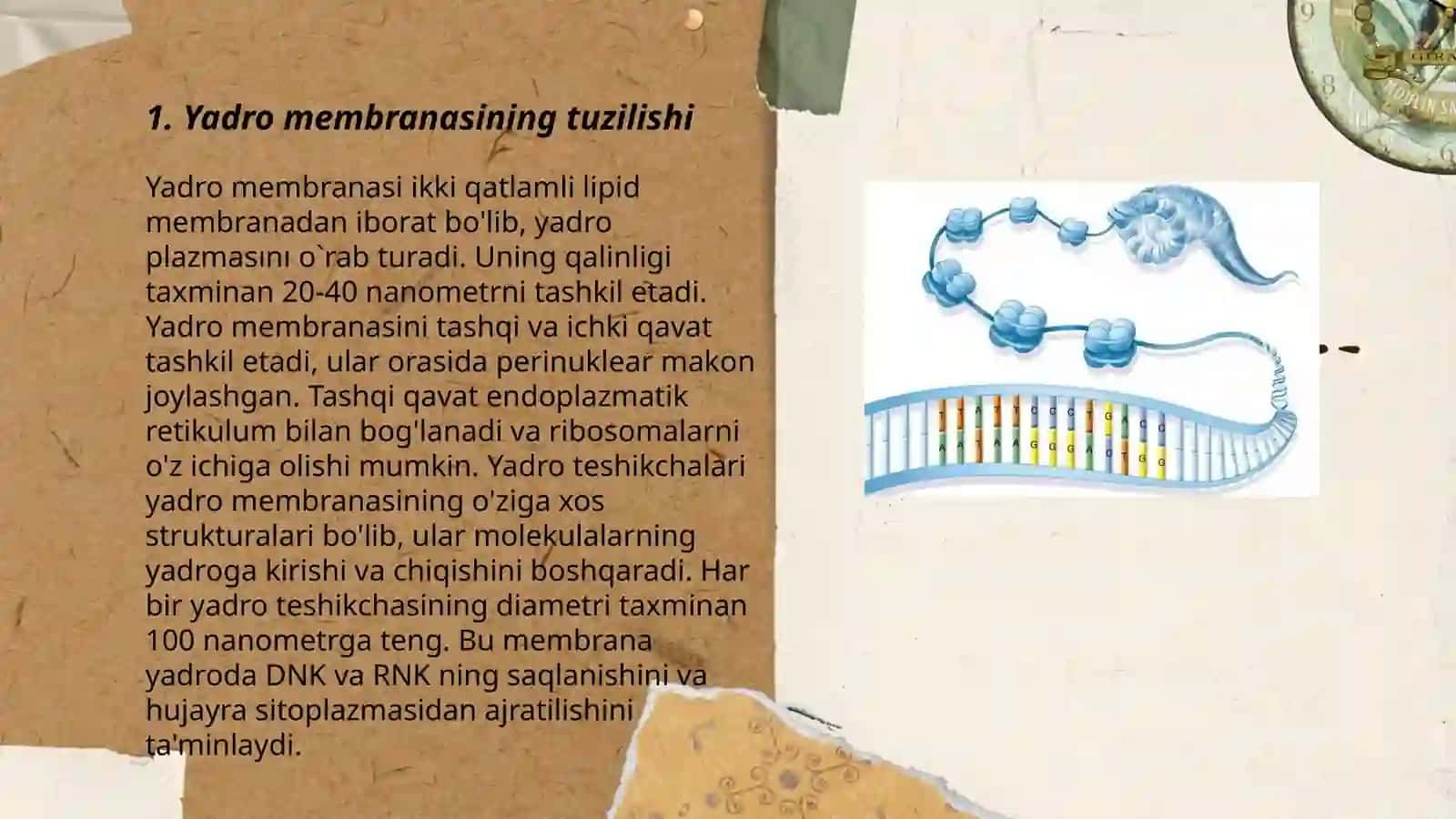 Yadro membranasi, karioplazma va xromatin iplarining tuzilishi 3