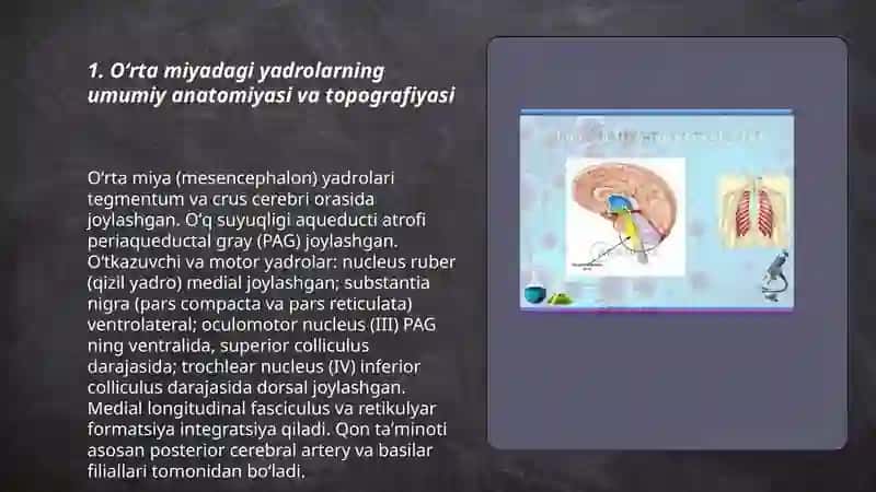 Oʻrta miya yadrolari fiziologiyasi tuzilishi 3