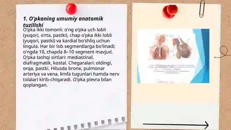 O'pkaning anatomik tuzilishi 3