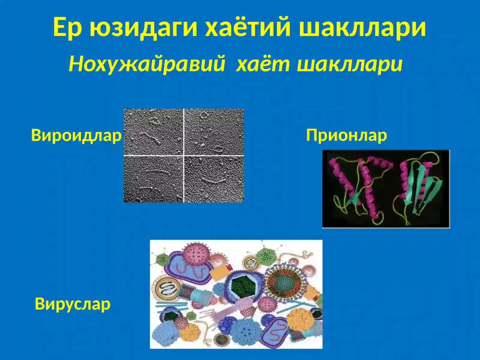 Ер юзидаги хаётий шакллари ва  микроорганизмлар классификация 3