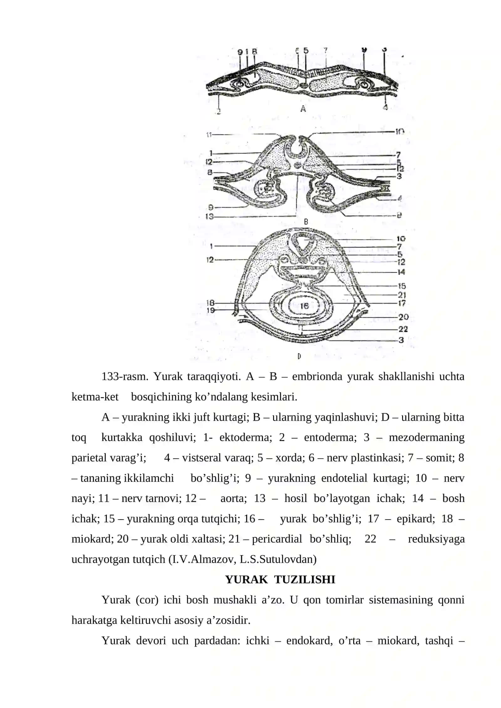 YURAKNING O`TKAZUVCHI YO`LLARI, YURAK INERVATSIYASI 3