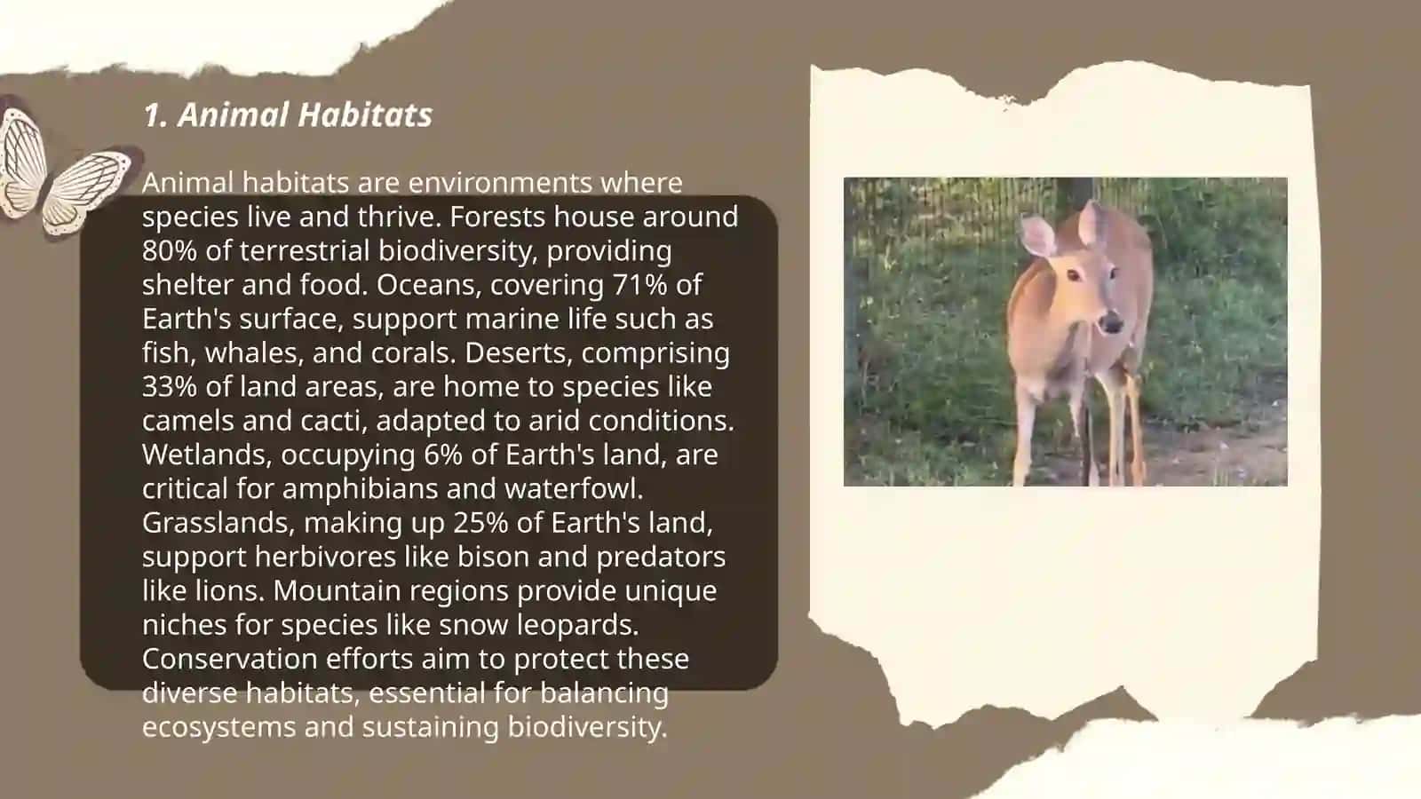 Animal’s lifestyle 3