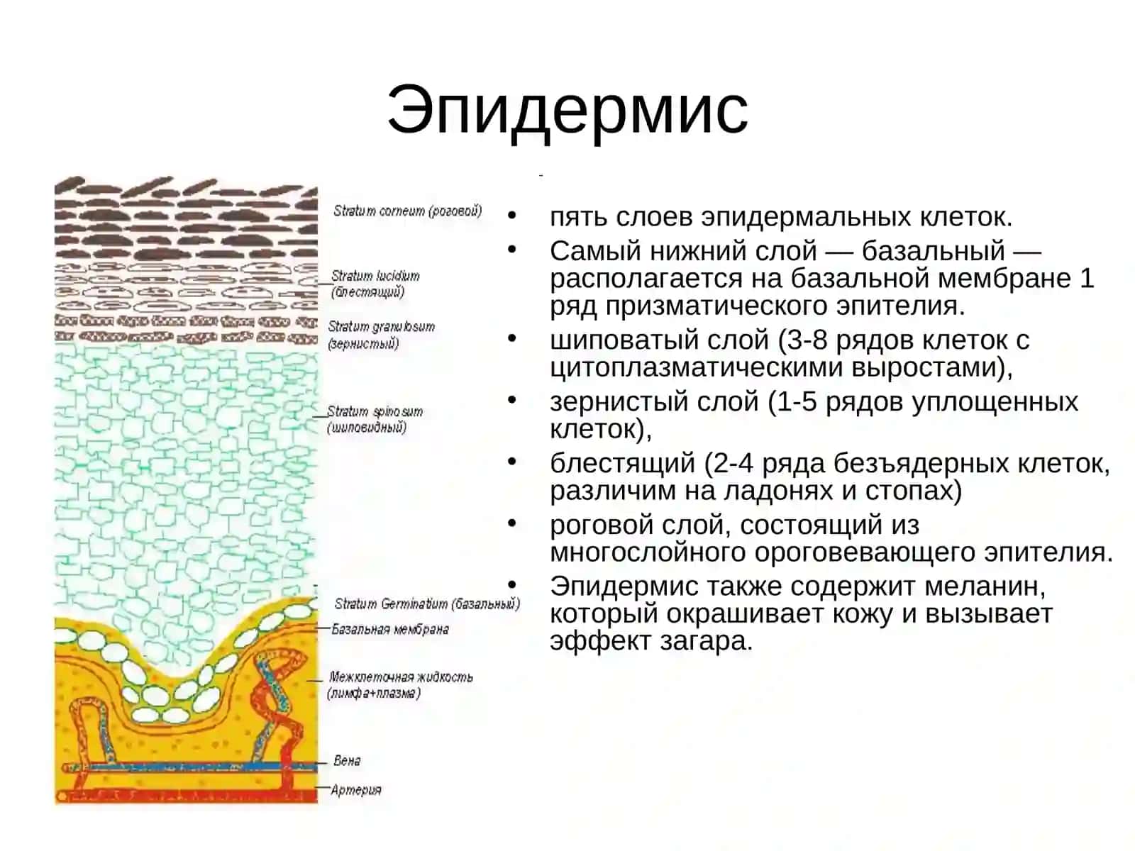 Эпидермолиз буллёзный врожденный 3