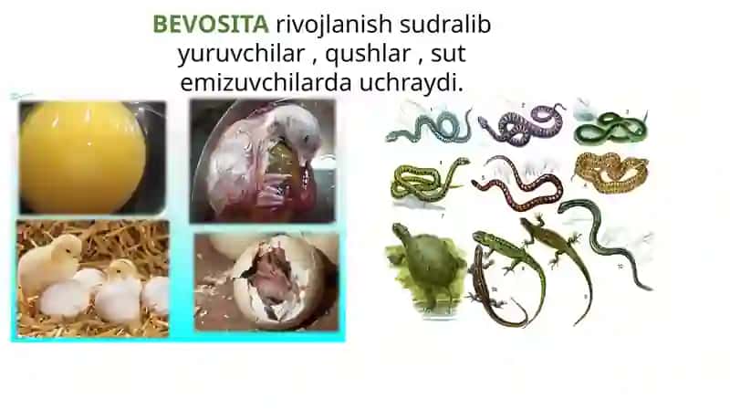 POSTEMBRIONAL RIVOJLANISHNING UMUMIY QONUNIYATLARI 3