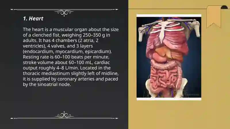 Internal organs 3