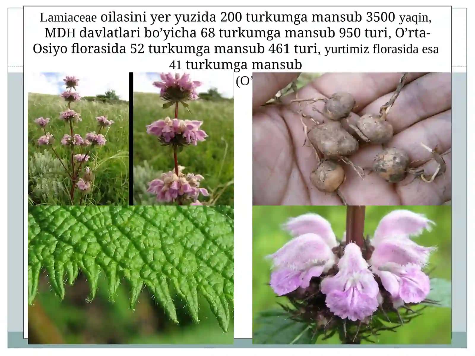 Yalpizdoshlar Lamiaceae oilasi 3