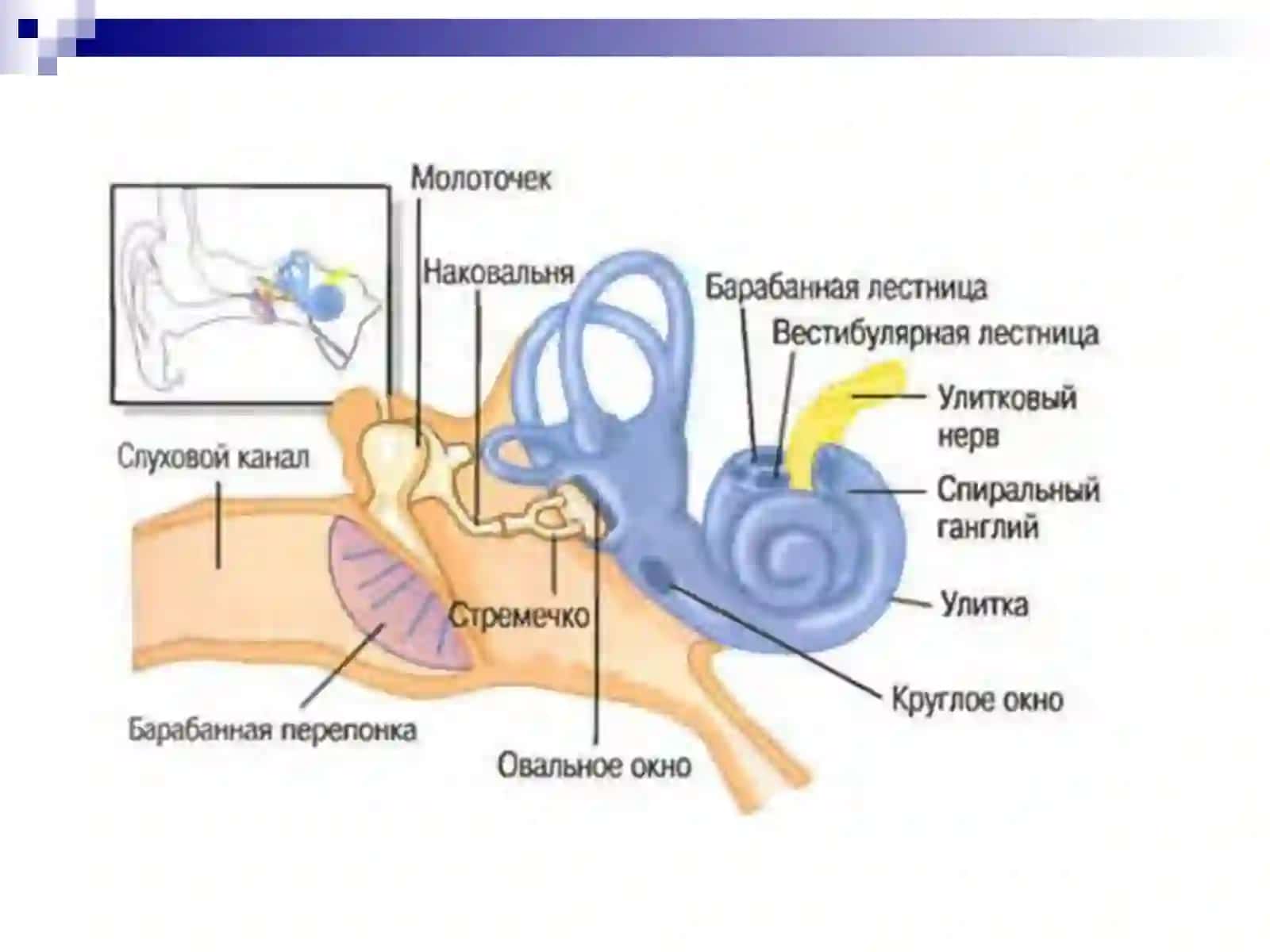Особенности органовзрения ислуха и их гигиена 3