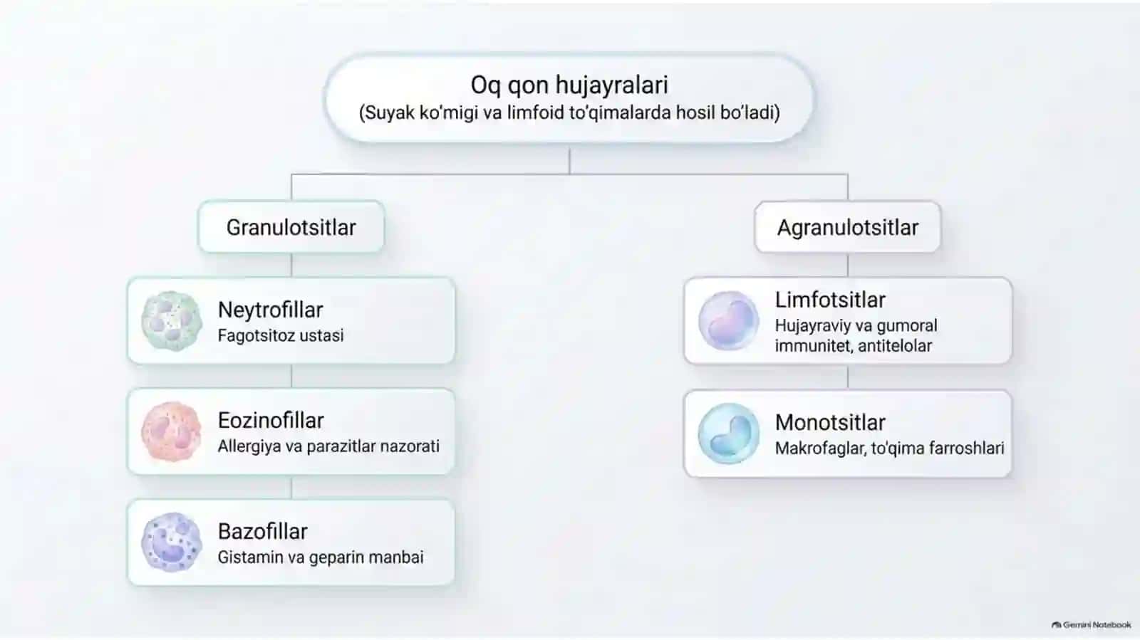 Leykoformula o‘zgarishlari: kasalliklarda diagnostik ahamiyati | 15 slayd 3