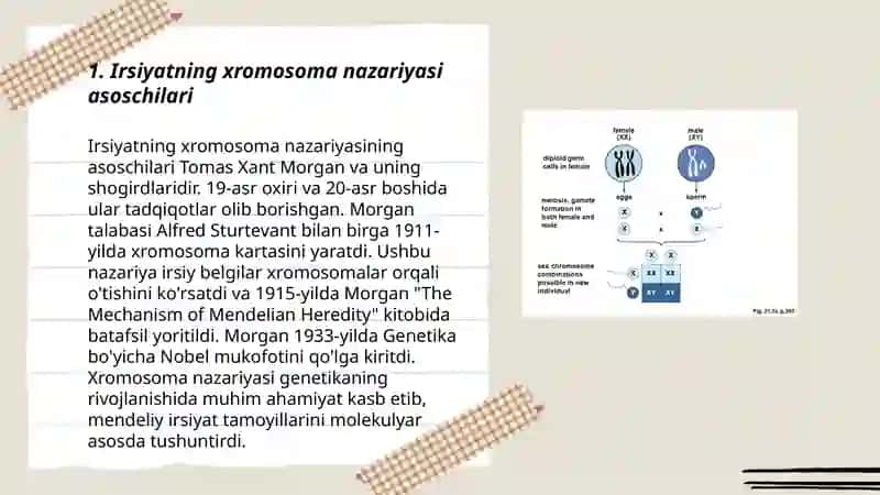 Irsiyatning xromosoma nazariyasi qoidalari 3