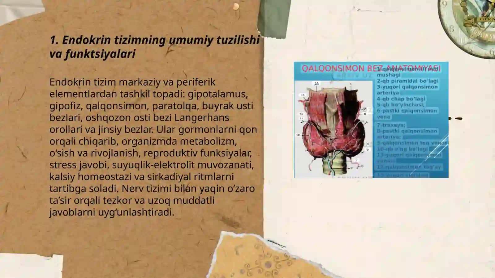 Endokrin tizimi 3