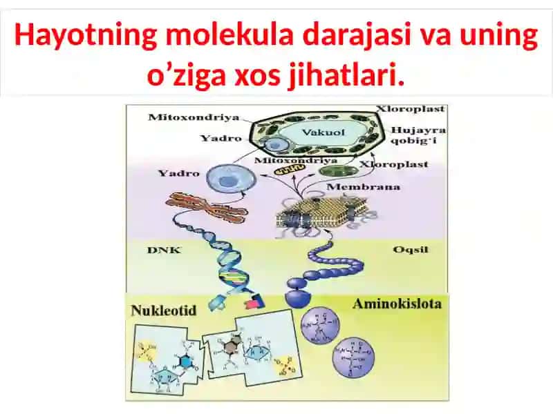 Tirik organizmlarning kimyoviy tarkibi va uning doimiyligi 3