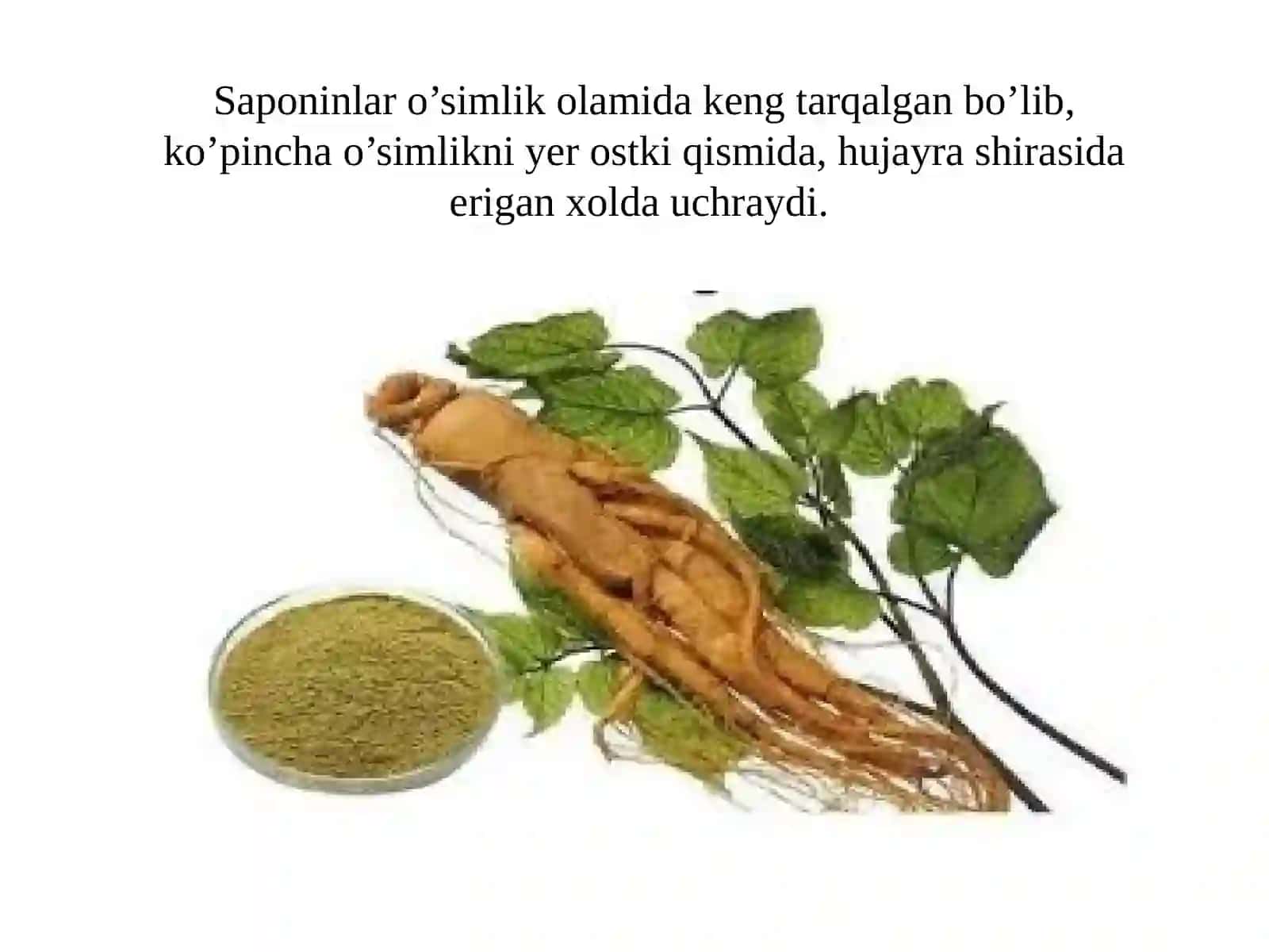 Saponinlar saqlovchi dorivor o’simliklar 3