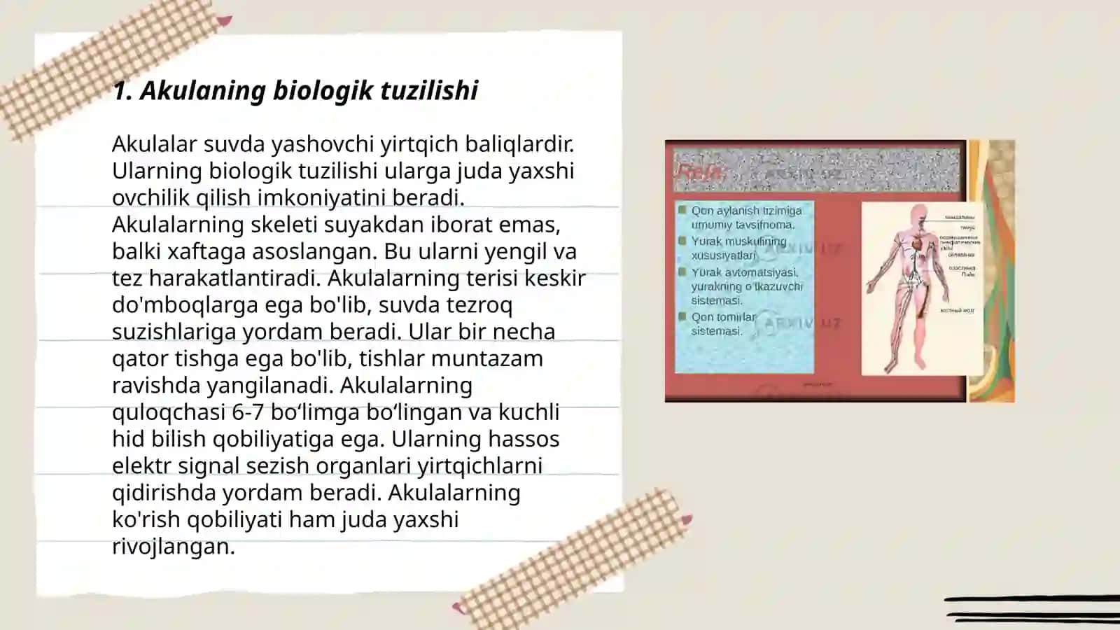 Akulaning tuzilishi va asosiy turlarining hayot kechirishi 3