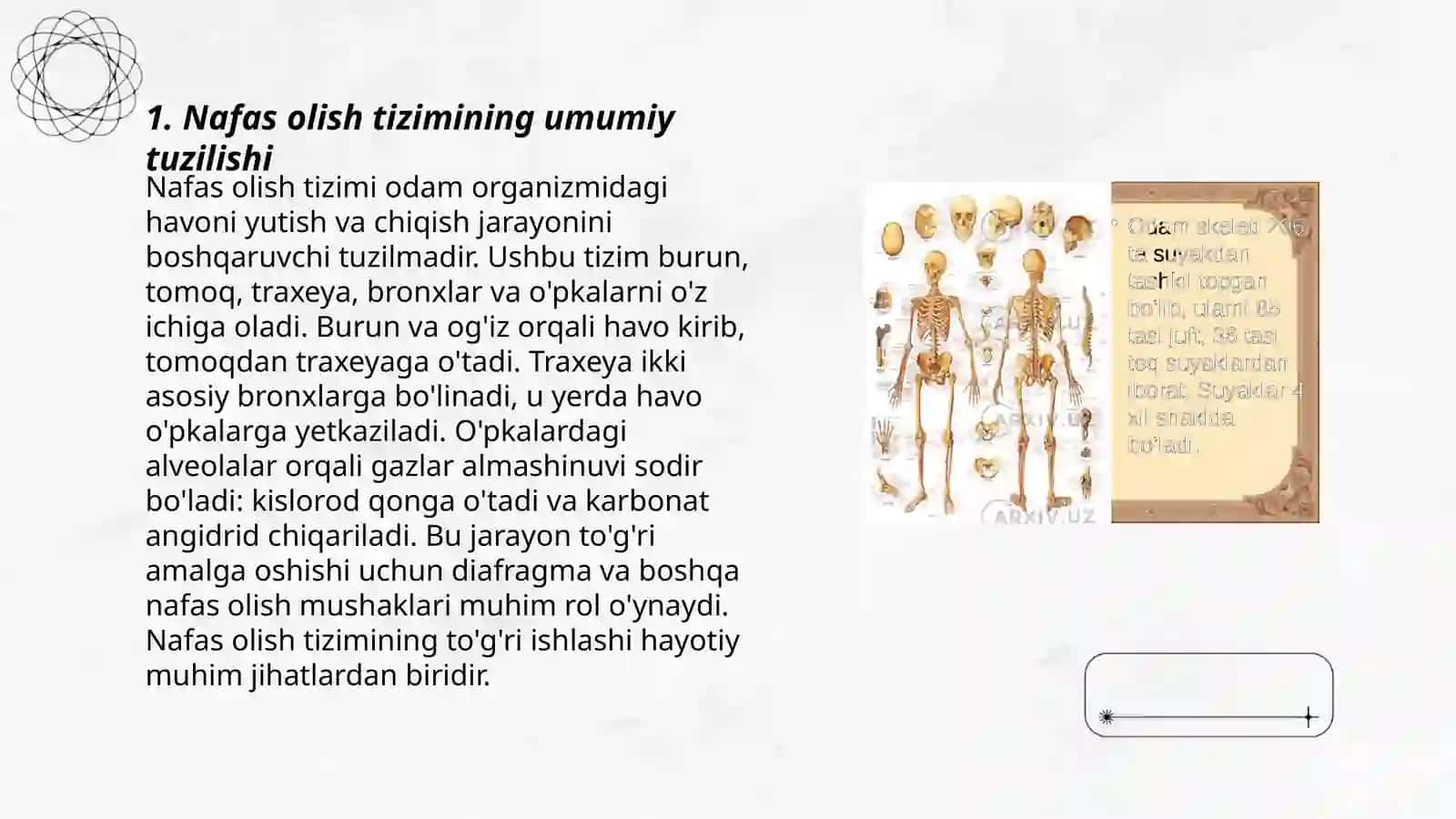 Nafas olish sistemasining yoshga xos xususiyatlari 3