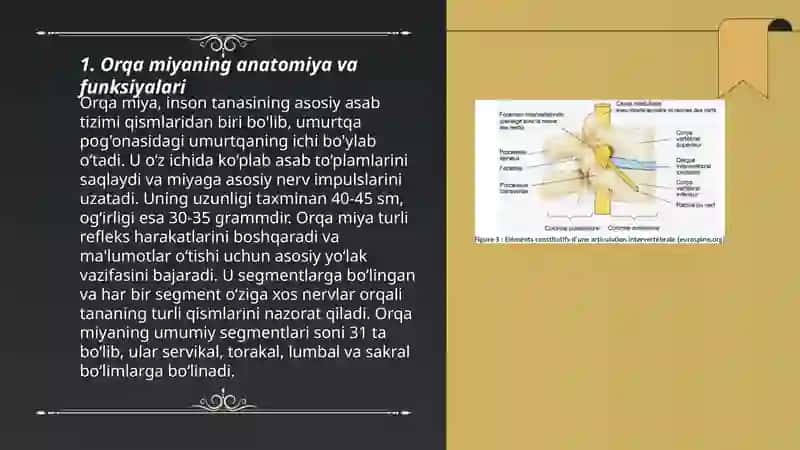 Orqa miyaning reflektor faoliyati va ótkazuvchi yòllari 3