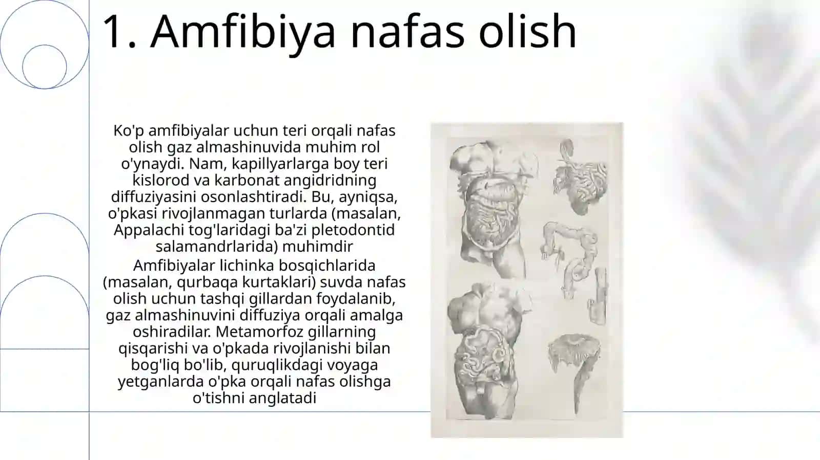 Qoplovchi organlar onto filogenezi 3
