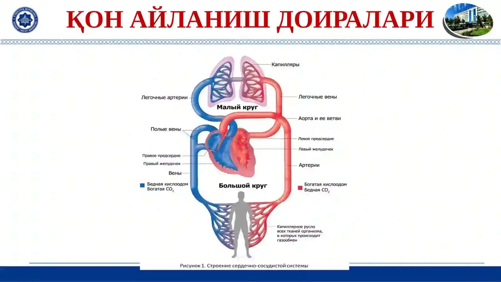 ЮРАК-ҚОН ТОМИР ТИЗИМИ ЭМБРИОГЕНЕЗИ 3