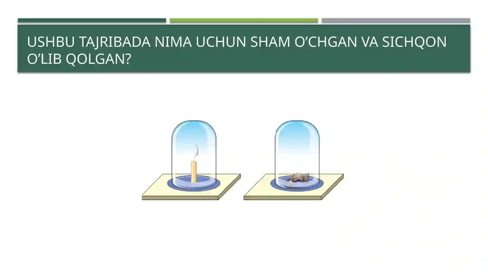 ODAM VA HAYVONLARNING NAFAS OLISHI 3