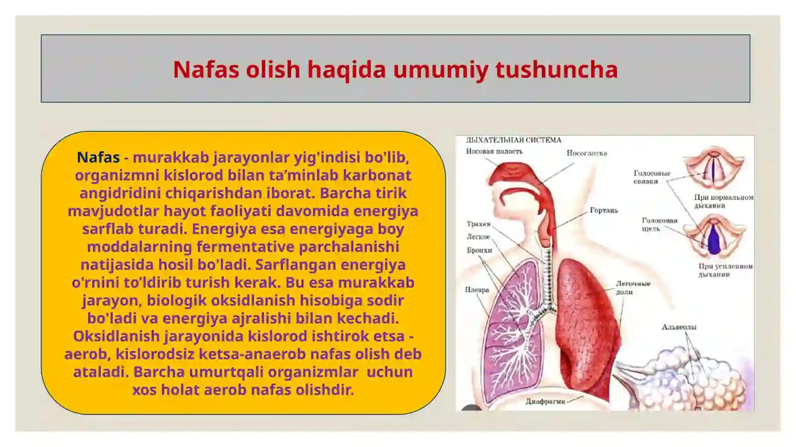 Nafas olish fiziologiyasi 3