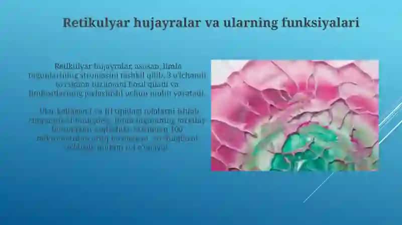 Limfatik tugunning retikulyar toqimasi 3