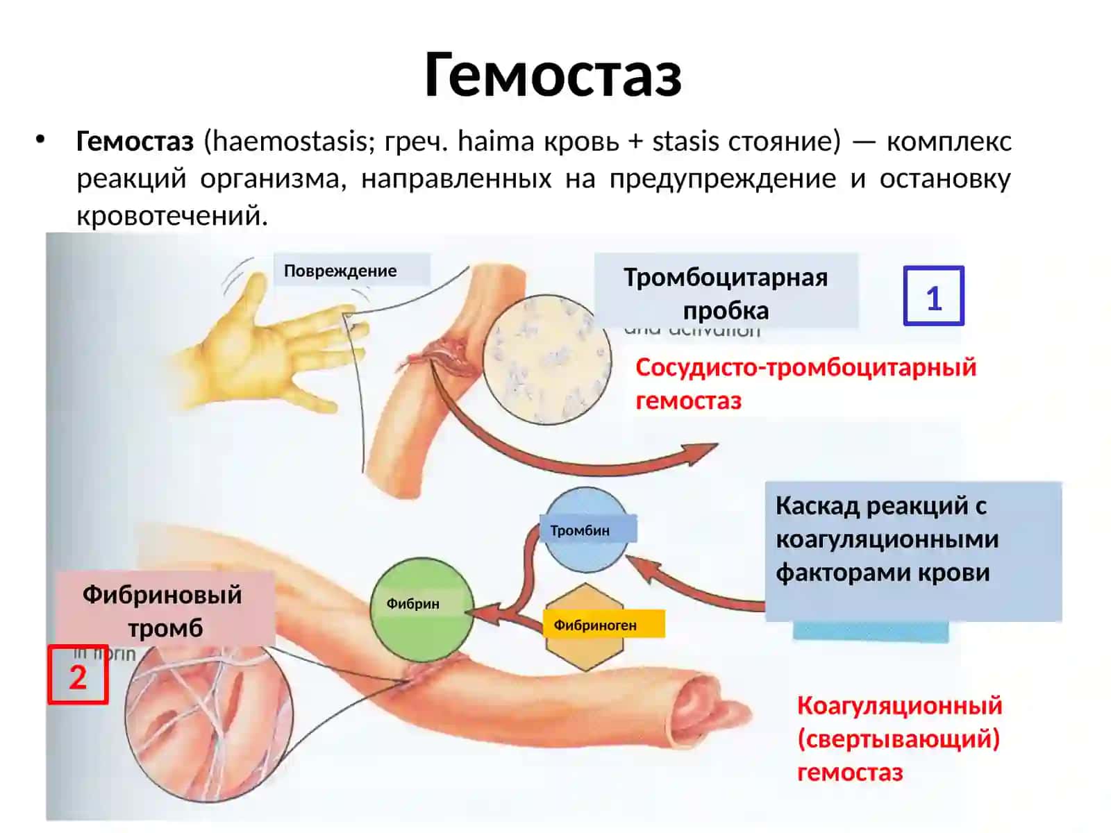 ФИЗИОЛОГИЯ СИСТЕМЫ КРОВИ.ГЕМОСТАЗ 3