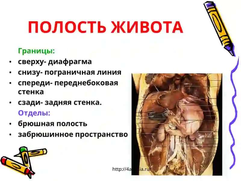 ТОПОГРАФИЧЕСКАЯАНАТОМИЯИОПЕРАЦИИ НА ЖЕЛУДКЕ 3