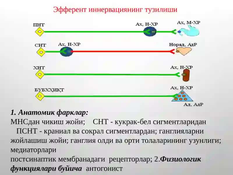 М-Н холинорецепторларга таъсир этувчи воситалар. М-холиномиметиклар.М-холиноблокаторлар.  Антихолинэстераз воситалар 3