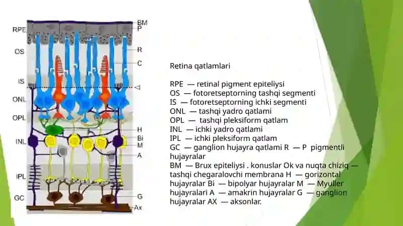 FOTORETSEPTOR HUJAYRALARNING ULTRASTRUKTURASI VA GIDTOFIZIOLOGIYASI.FOTORETSEPSIYANING SITOLOGIK VA MOLEKULYAR MEXANIZMI. GEMATOOFTALMIK TO’SIQNING TARKIBI,FUNKSIYALARI, BUZILISHLARI 3