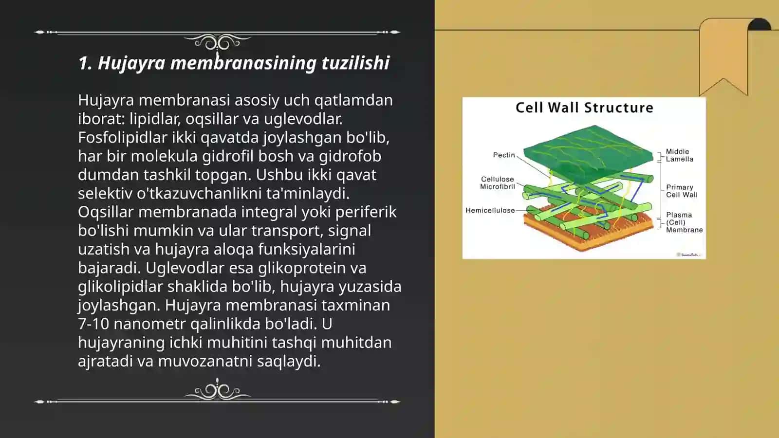 Hujayra tuzilishi 3