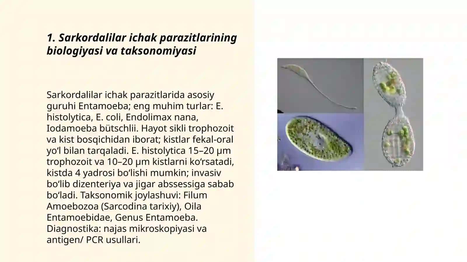 Sarkordalilar va infuzoriyalar ichak paraziti 3
