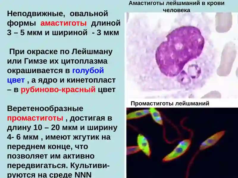 Laboratornaya diagnostika i kharakteristika vozbuditeley gribkovykh zabolevaniy (poverkhnostnykh i g 3