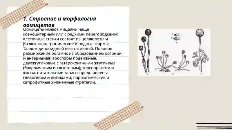 Классы оомицеты и зигомицеты 3
