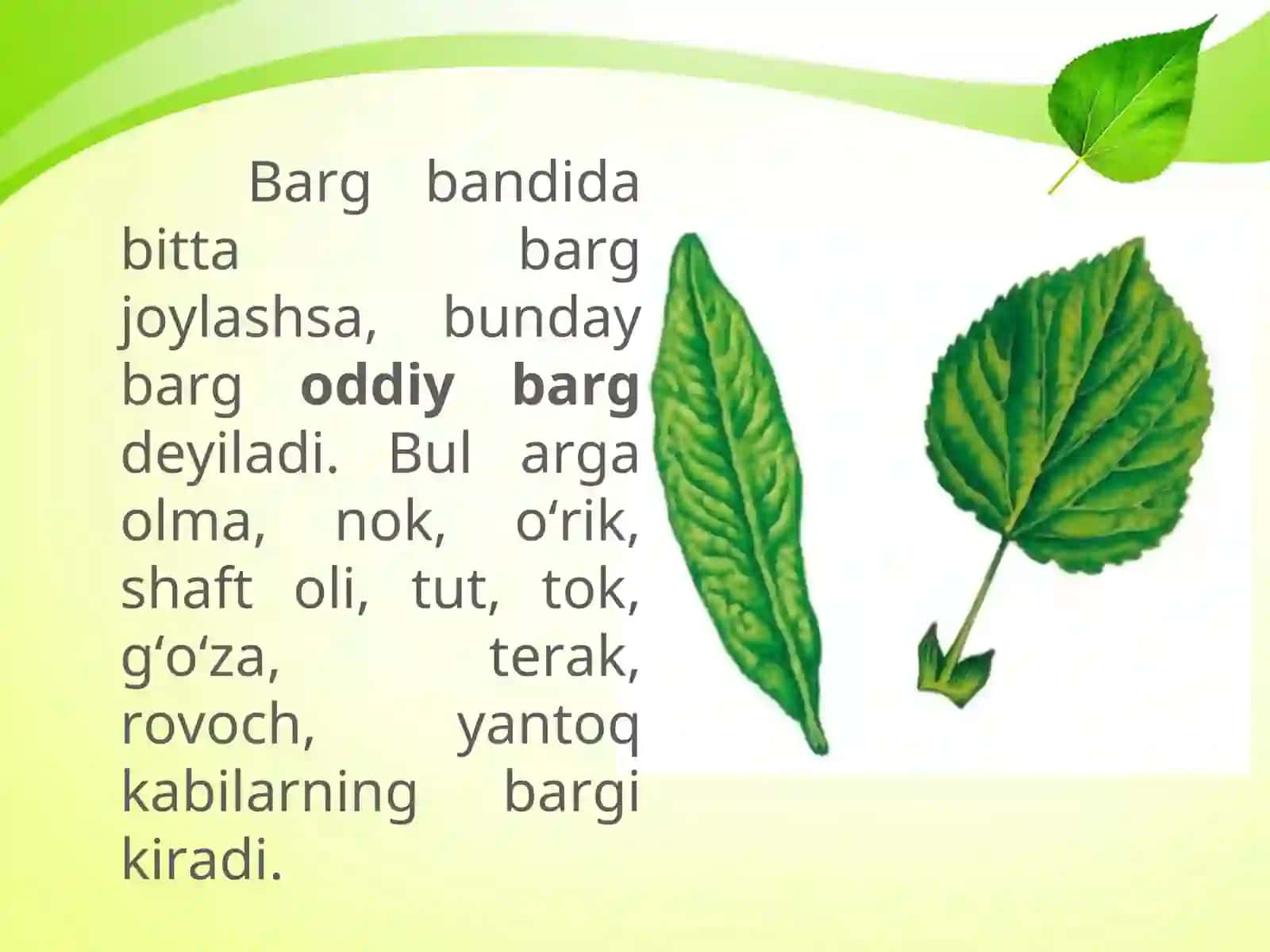 5-sinf Botanika Oddiy va murakkab barglar, barglarning shakllari 3