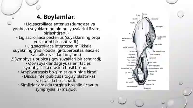 Chanoq kamari va erkin oyoq suyaklarining birlashuvi: hosil bo’lishi, tuzilishi, harakat o’qlari va sathlar. Bo’g’imlarning artrografiyasi, KT, YaMR, MRT larda umumiy ko’rinishi 3