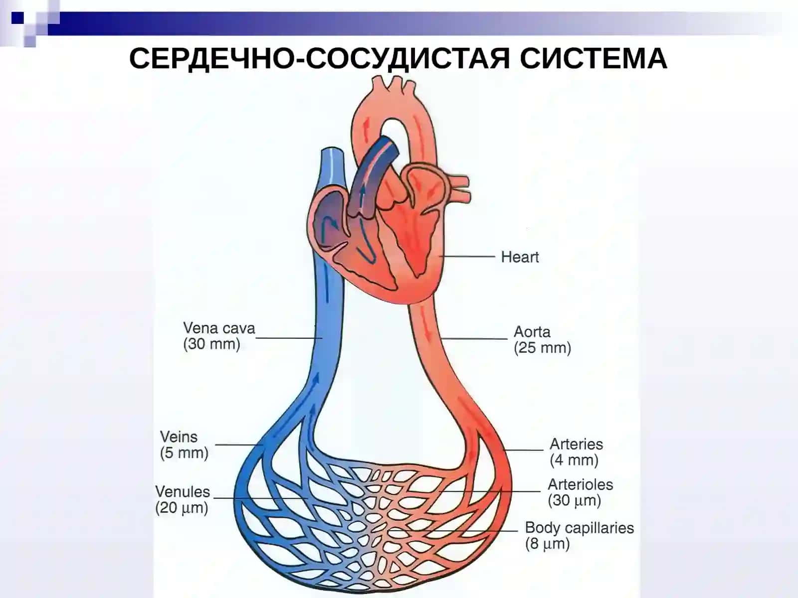 ЛЕКАРСТВЕННЫЕ СРЕДСТВА, ВЛИЯЮЩИЕ НА СЕРДЕЧНО-СОСУДИСТУЮ 3