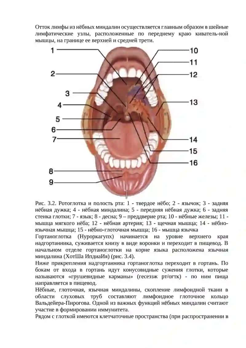 Клиническая анатомия глотки 3