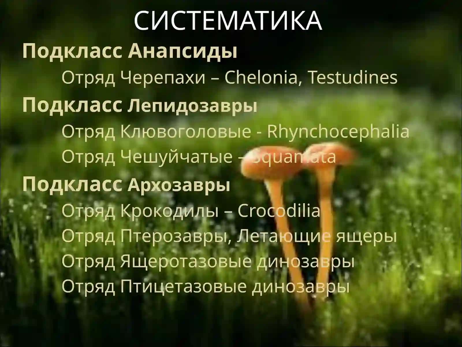 Пресмыкающиеся - Reptilia 3