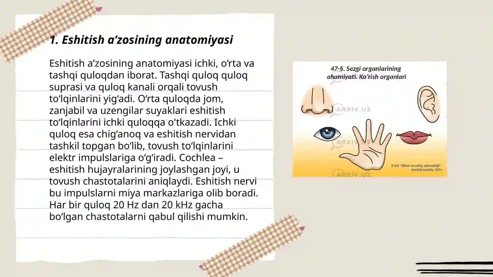 Eshitish aʼzosining tuzilishi, fiziologiyasi va boshqarilish markazlari 3