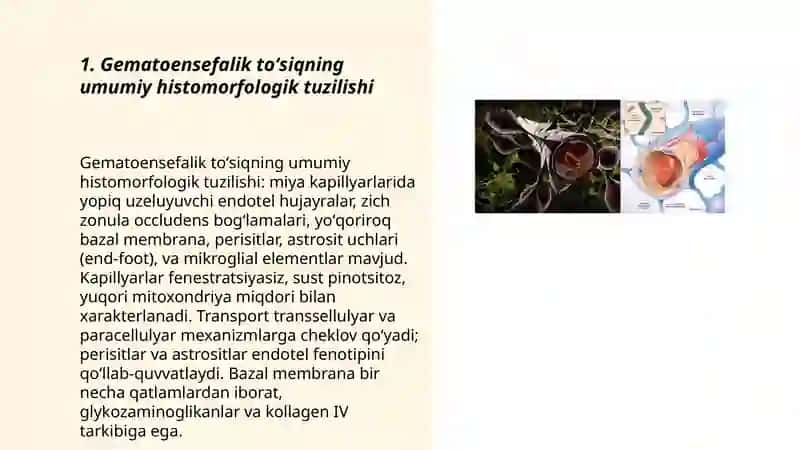 Gematoensefalik toʻsiq gistofiziologiyasi 3