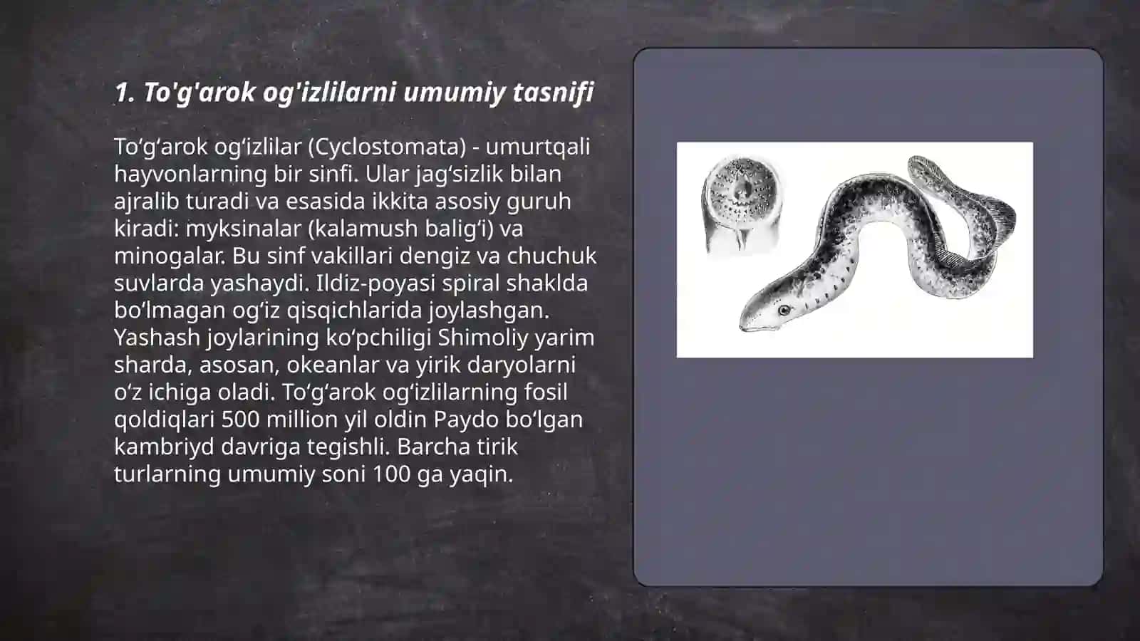 Toʼgarak ogʼizlilar klassifikatsiyasi, tuzilishi va ko'payishi 3
