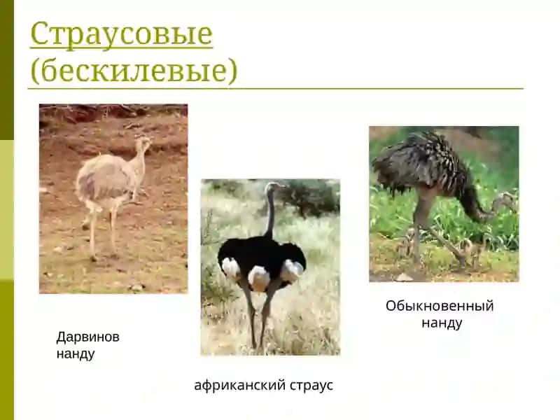 Классификация птиц 3