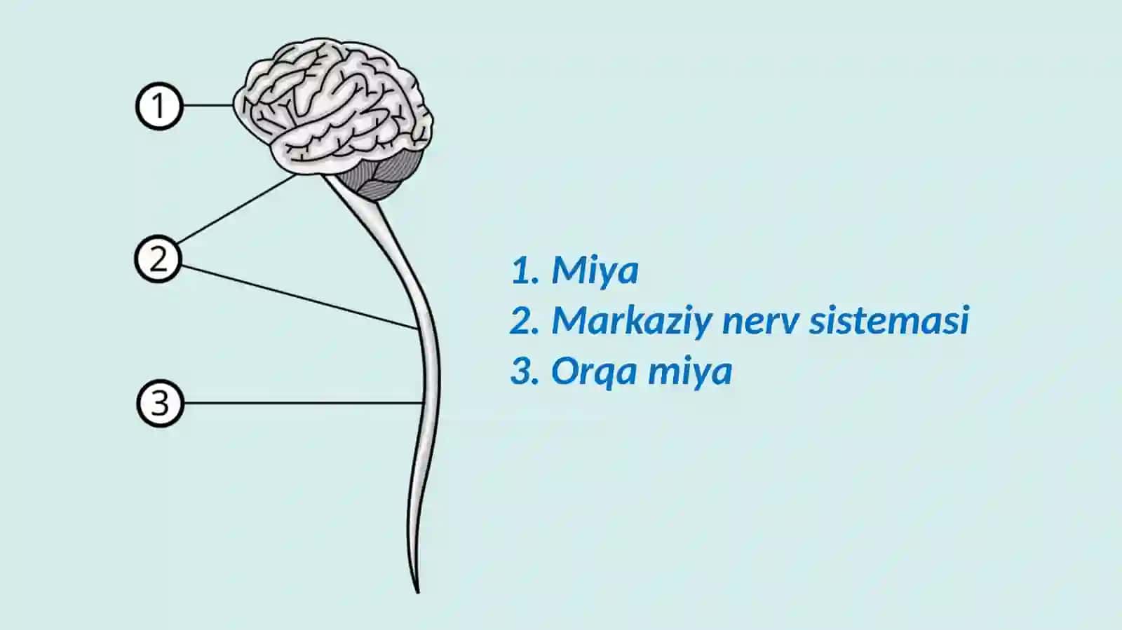 Orqa miya 3