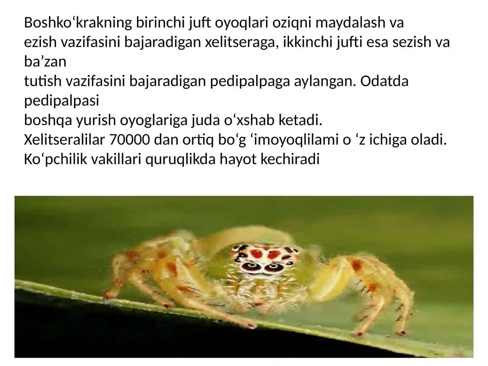 XELITSERALILAR (CHELICERATA)kenjatipi 3