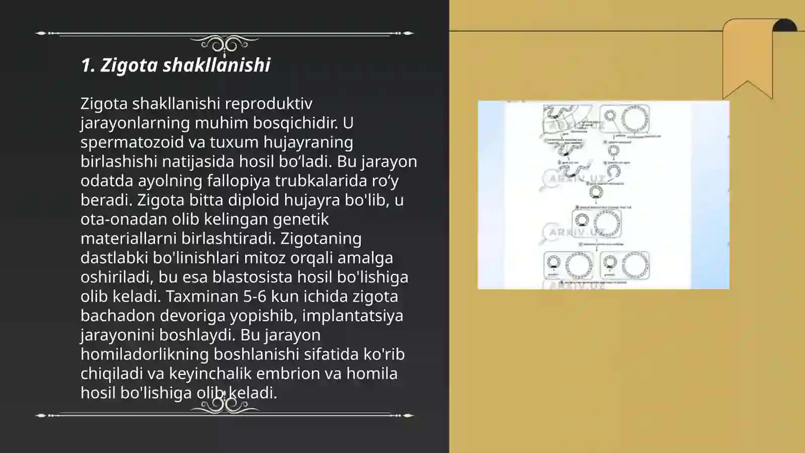 Hujayra ontogenezining rivojlanish bosqichlari 3