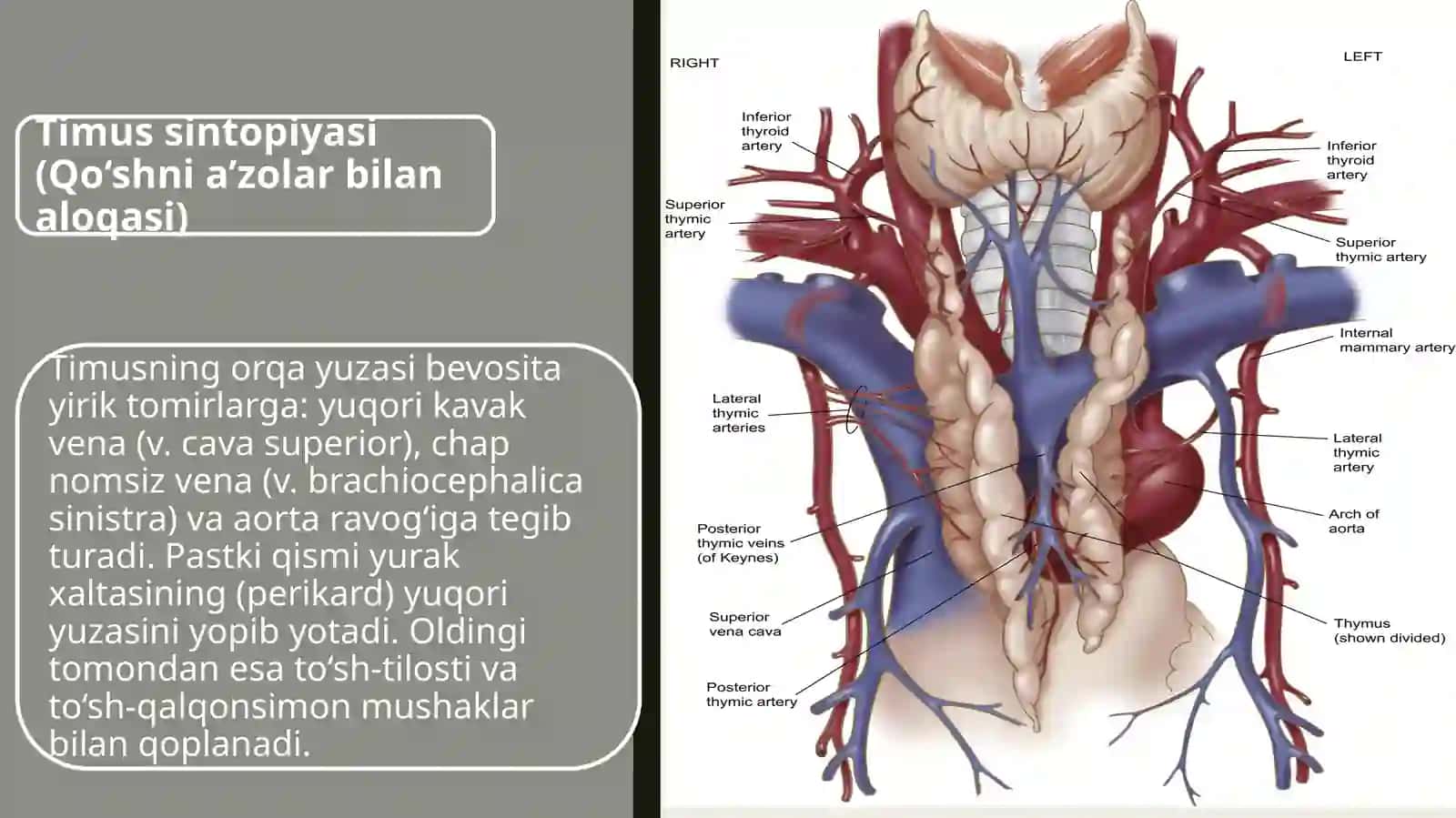 odam anatomiyasi timus tuzilishi 16t prezentatsiya 3