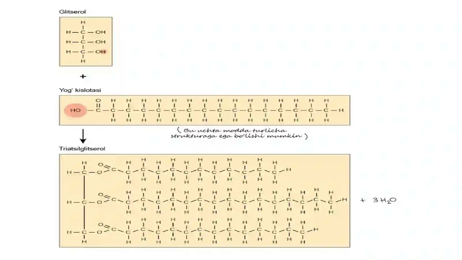Lipidlarning tuzilishi, funksiyasi va metabolizmi 3