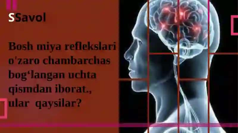 Shartlireflekslarini 3