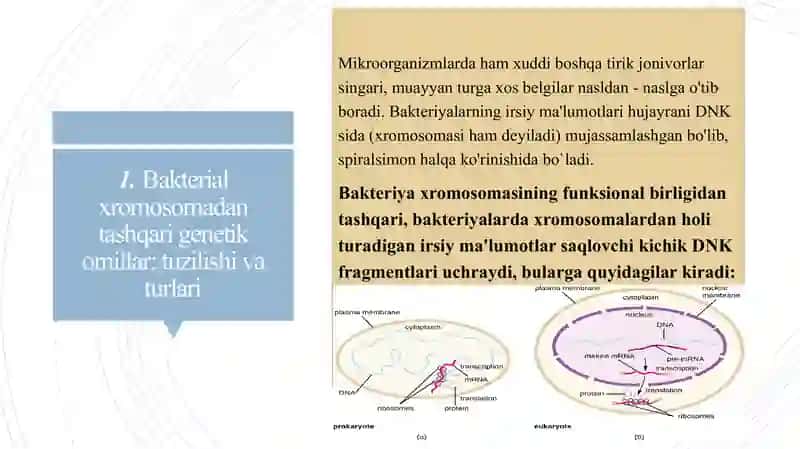 Bakterial irsiyatning xromosomadan tashqari omillari 3